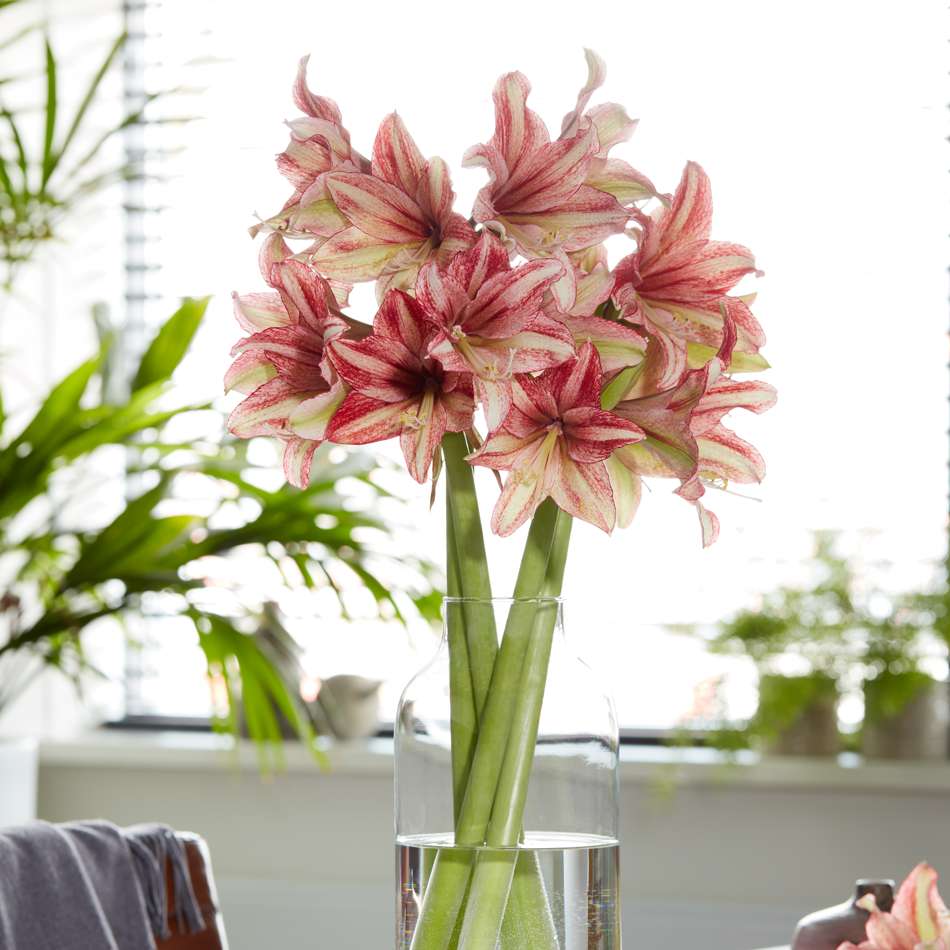 Amaryllis 'Vincent'